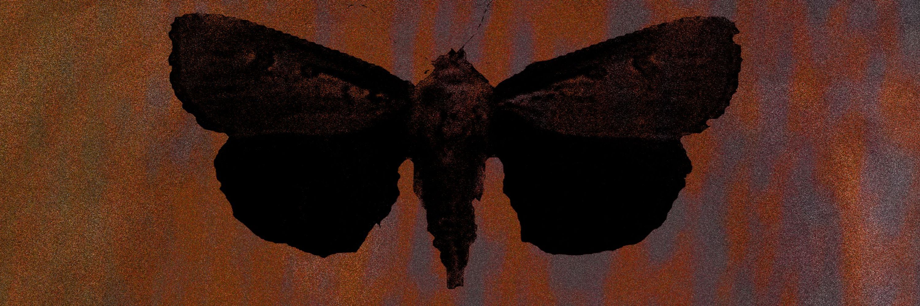 Phantom Moth