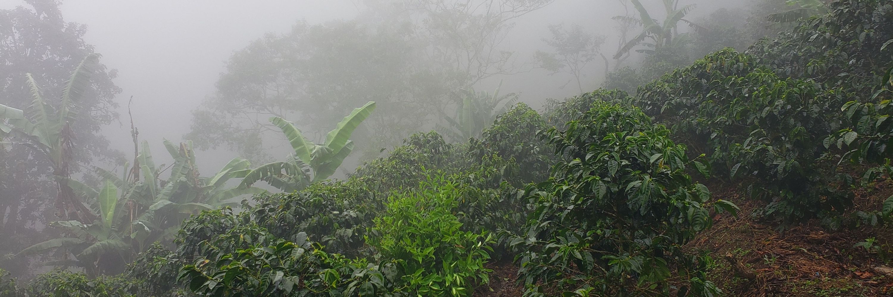 Recluse Roasting Project