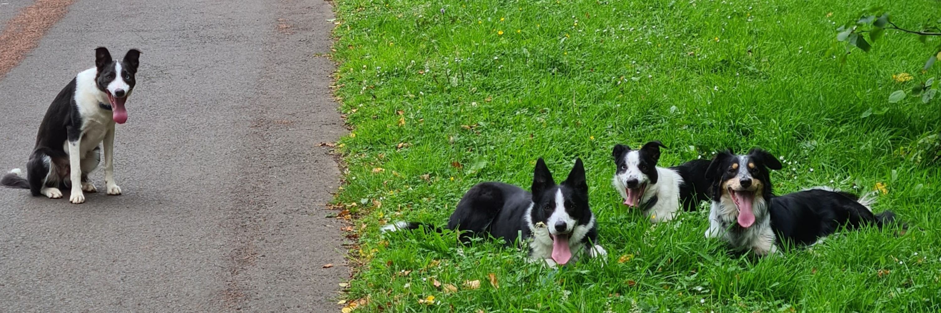 Borders Collies