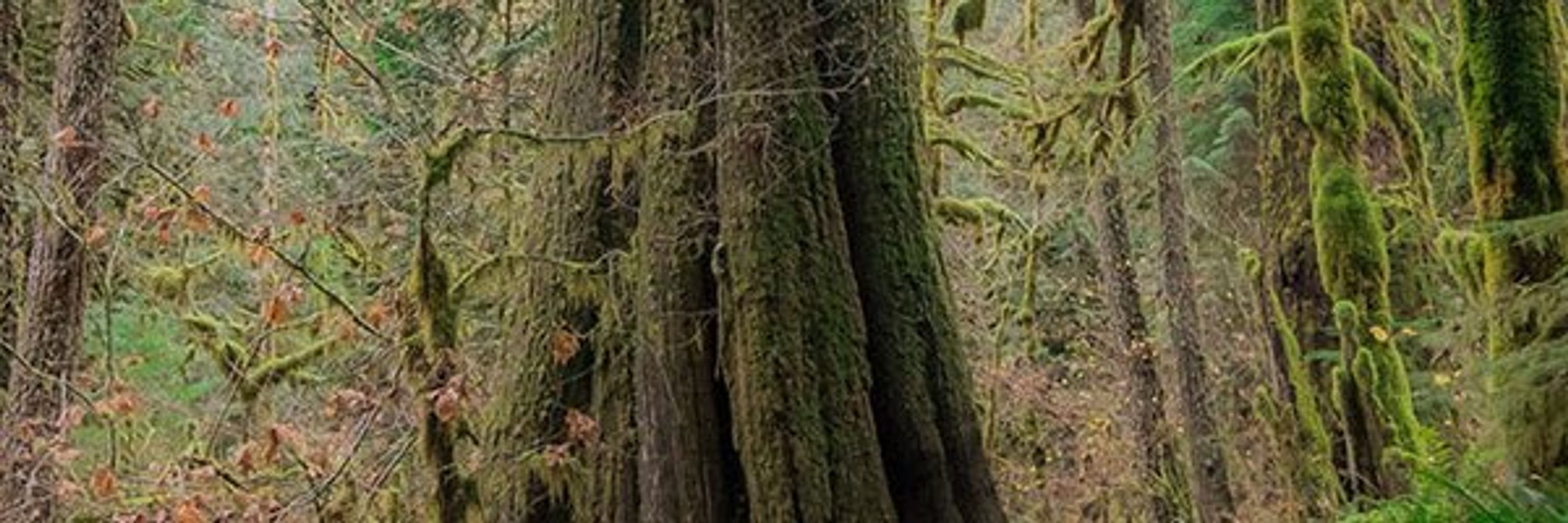 ROOTdz: Running Out of Time