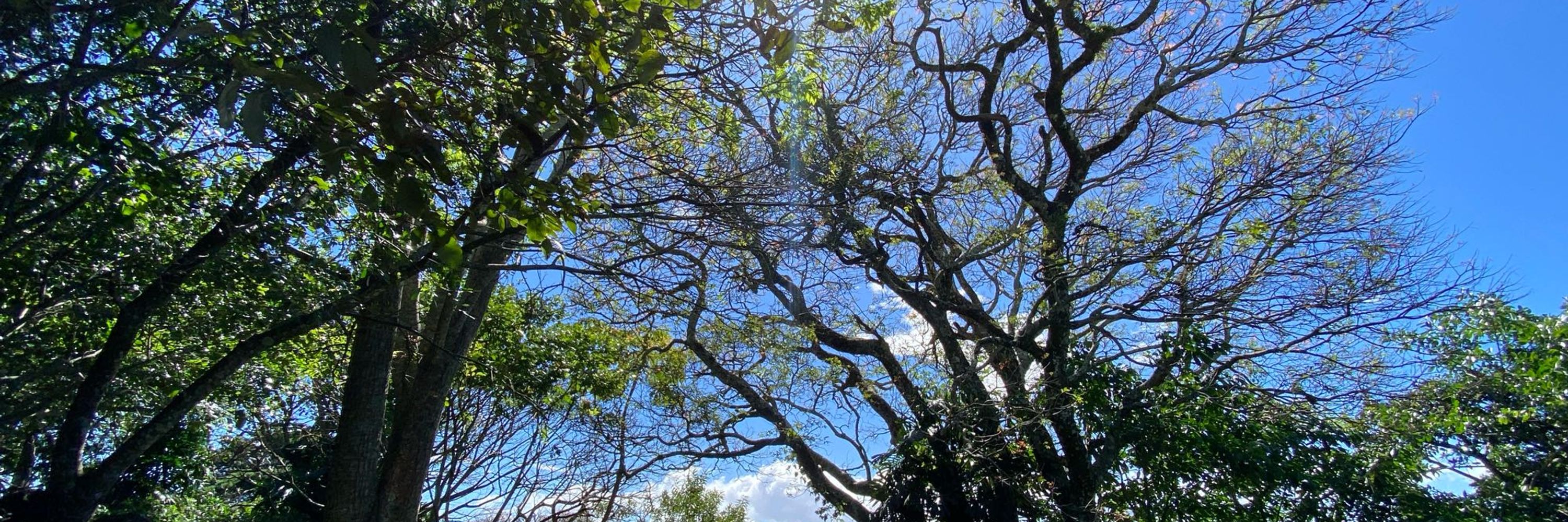 Guaima
