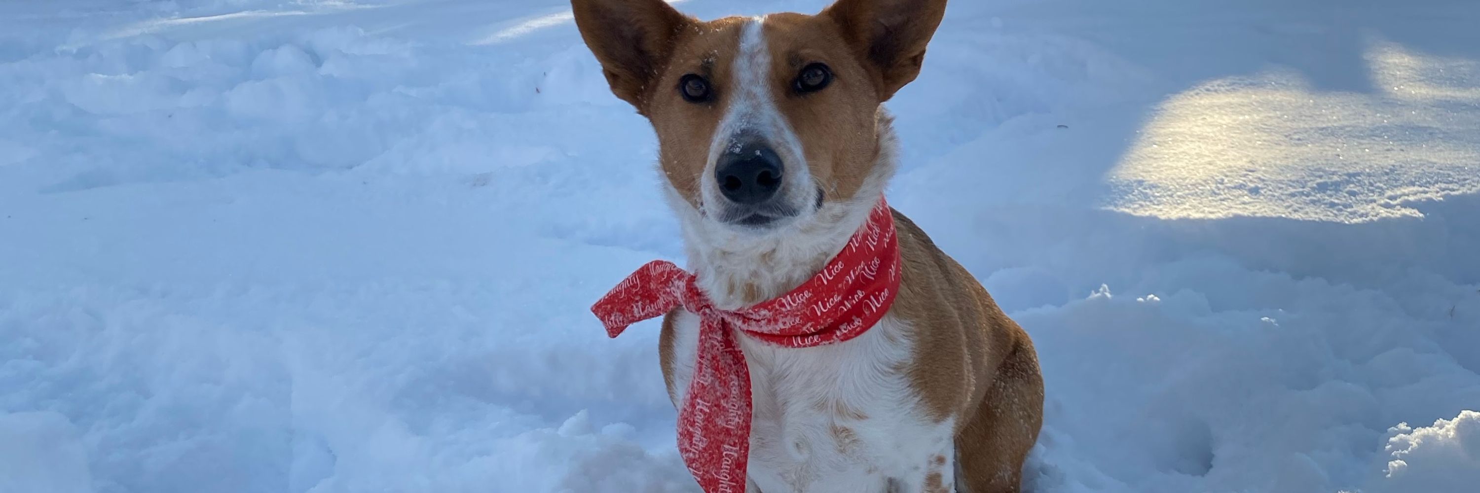 WiggleButt Bandanas