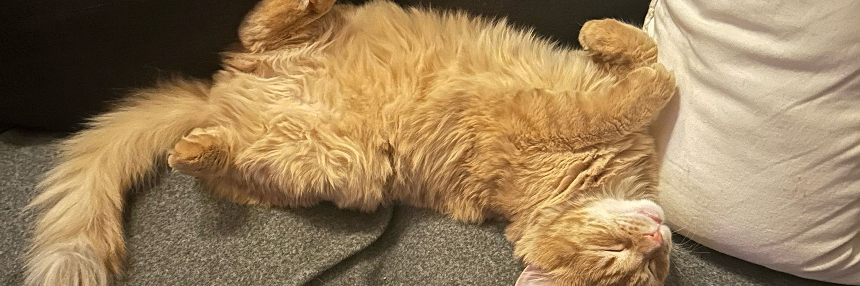 Tuna the Cat