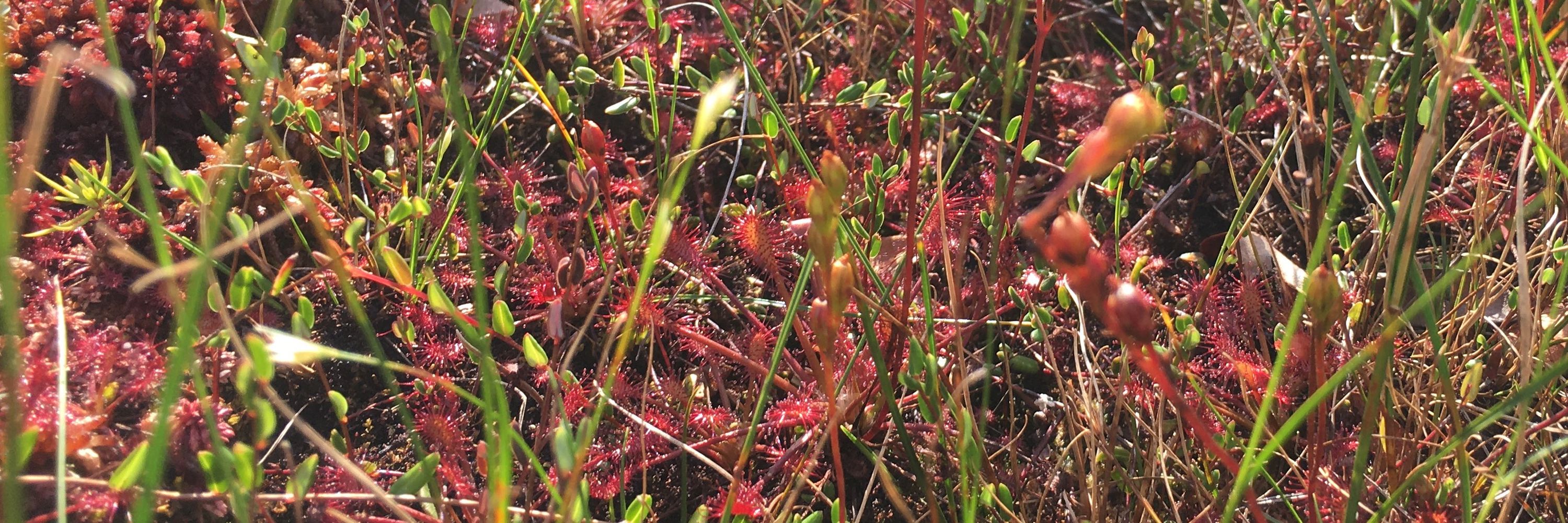 Underfoot botanist 