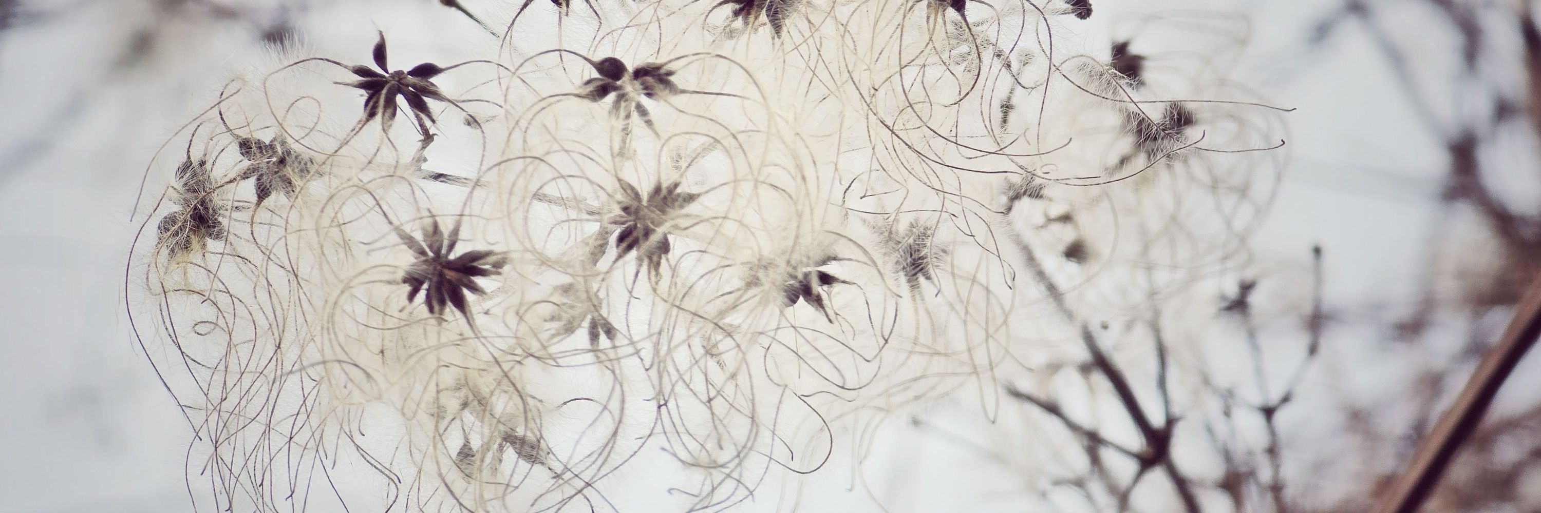 Rebecca Benoit
