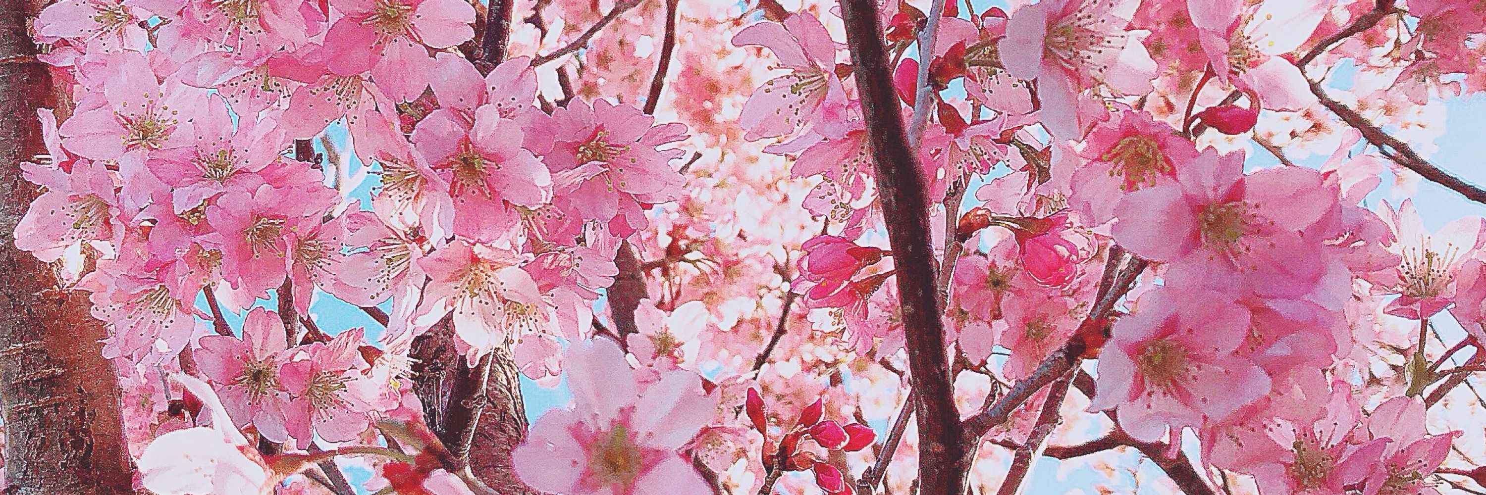 雨森