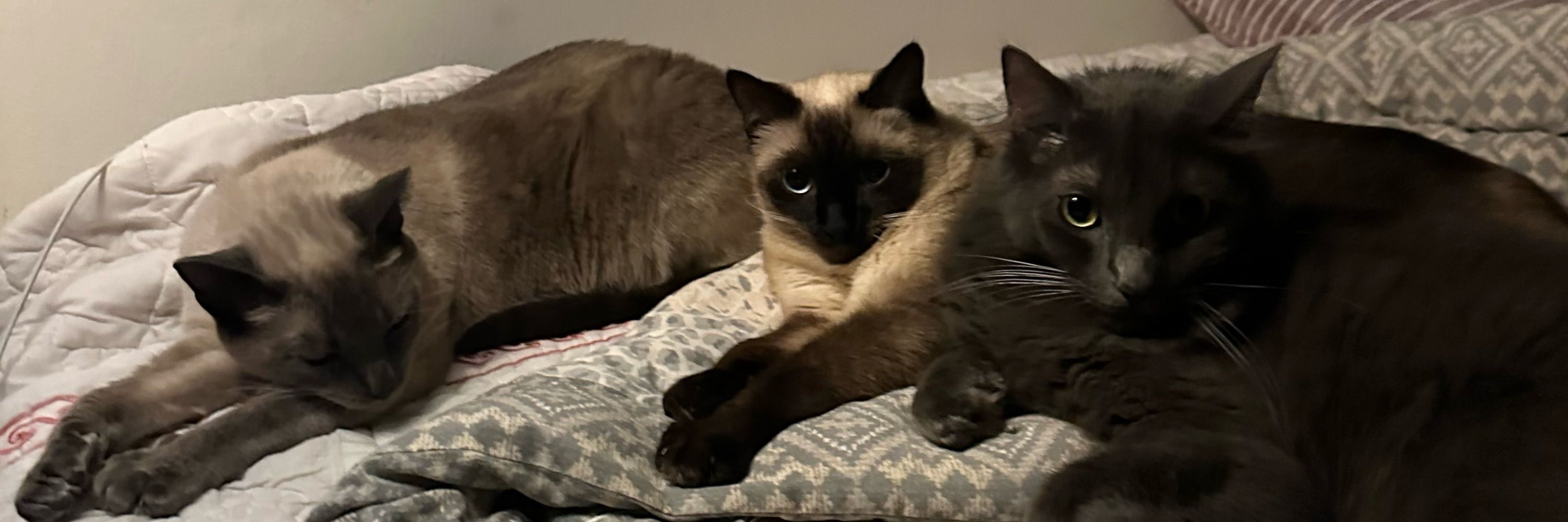hiiiii