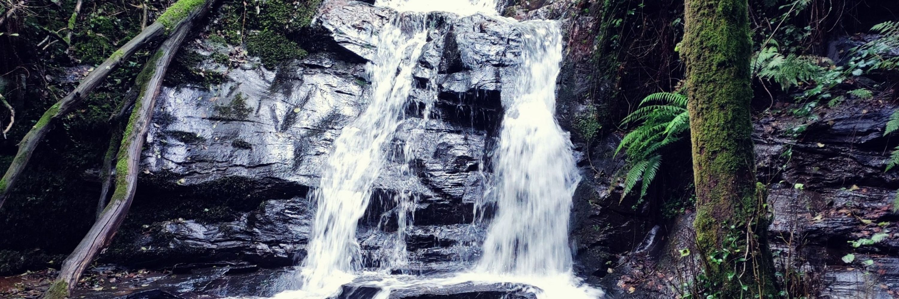 Flusflus