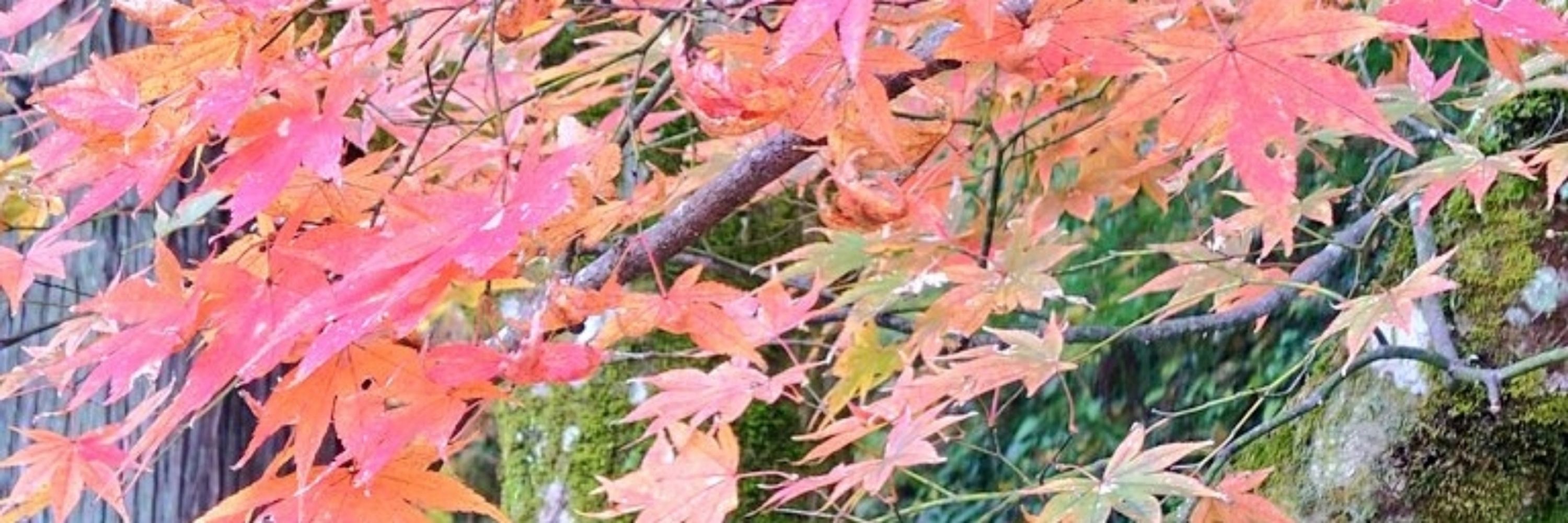 Kirimaru