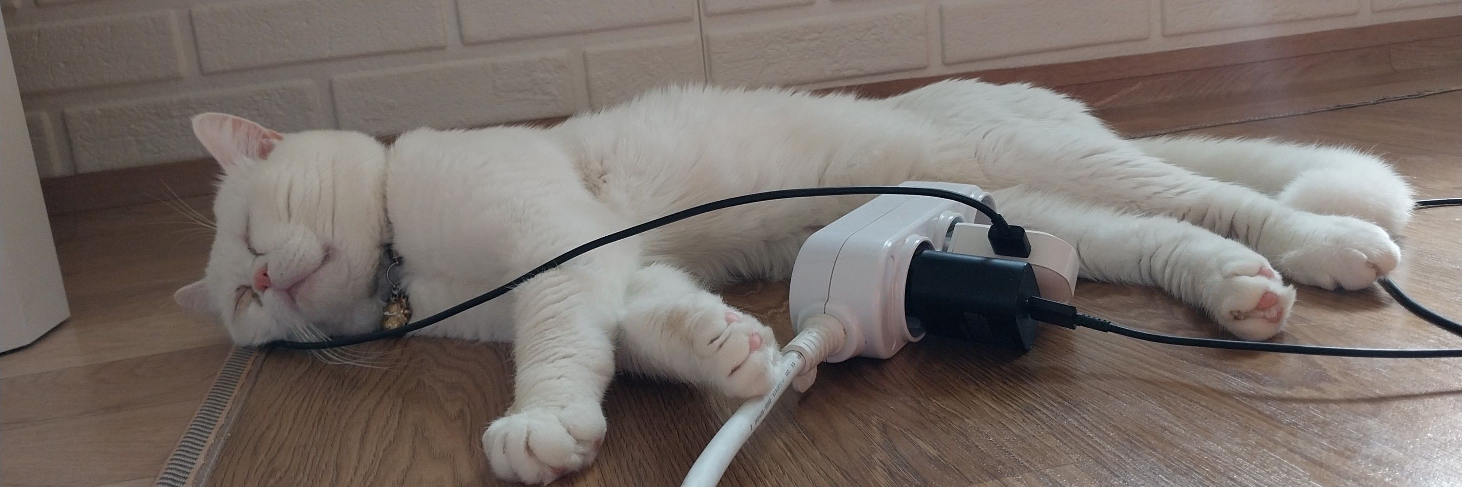 願い
