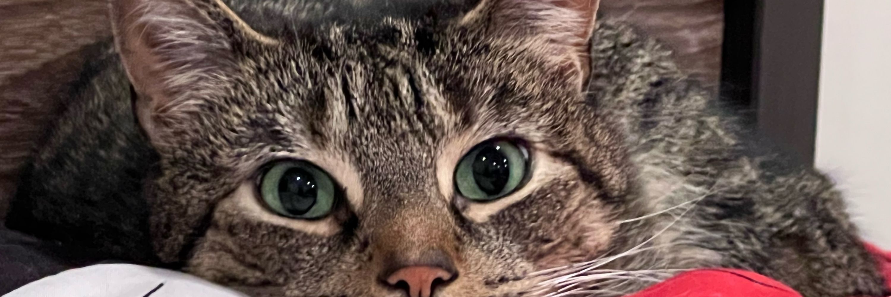Kat Dooley