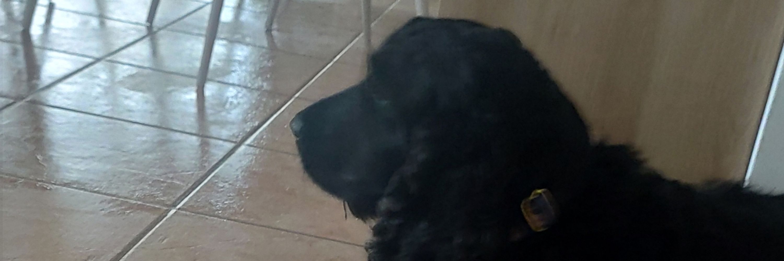 Hélios 🐶