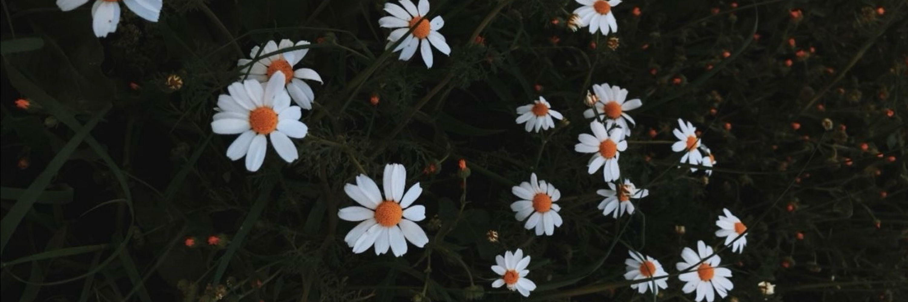 Lᥙᥲᥒᥲ Pιᥴᥱrᥒι
