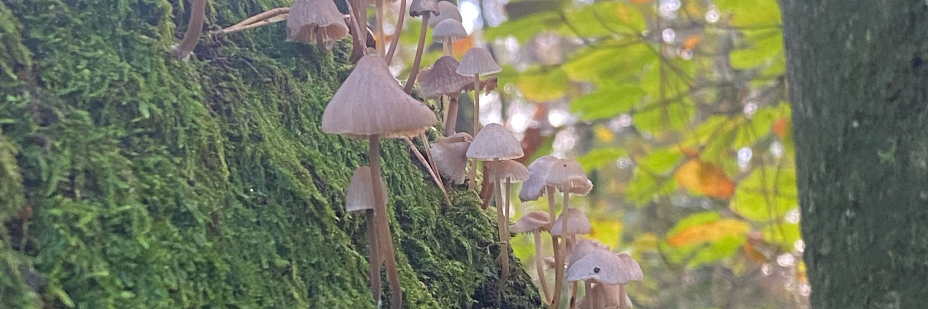 voyria