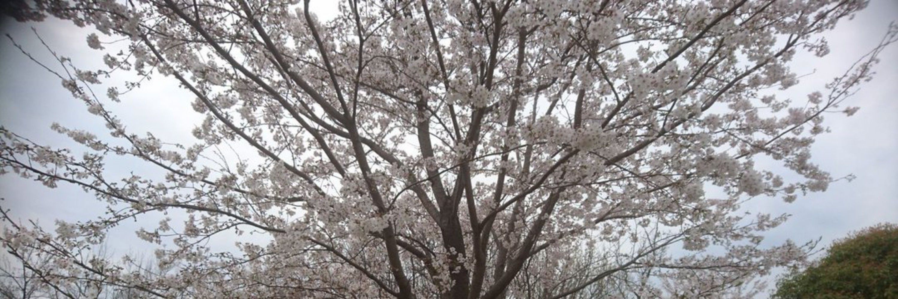 紫陽花(あじさい)