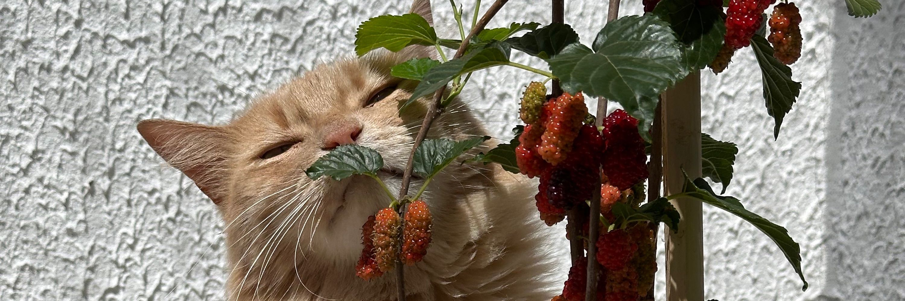 Mau 
