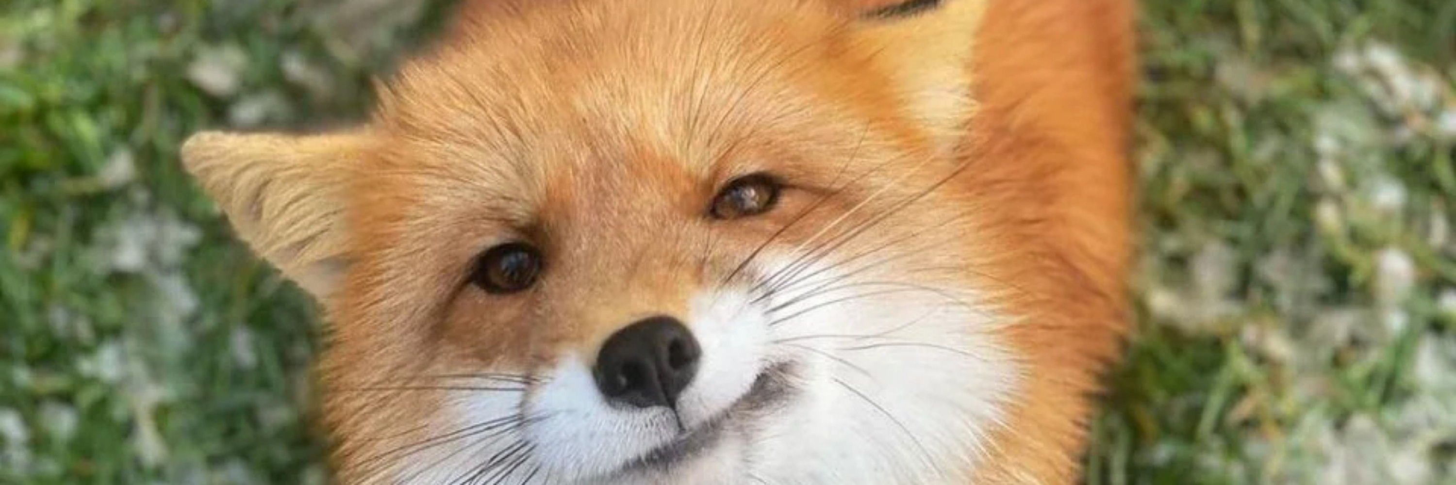 BlueFox
