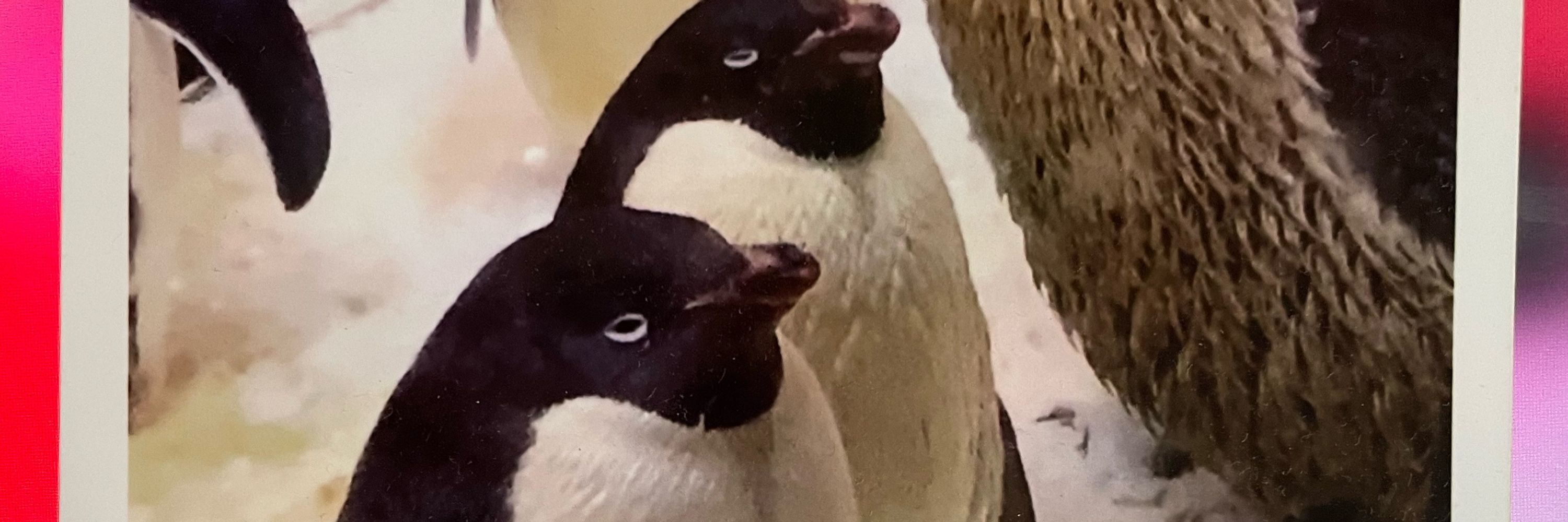 すど