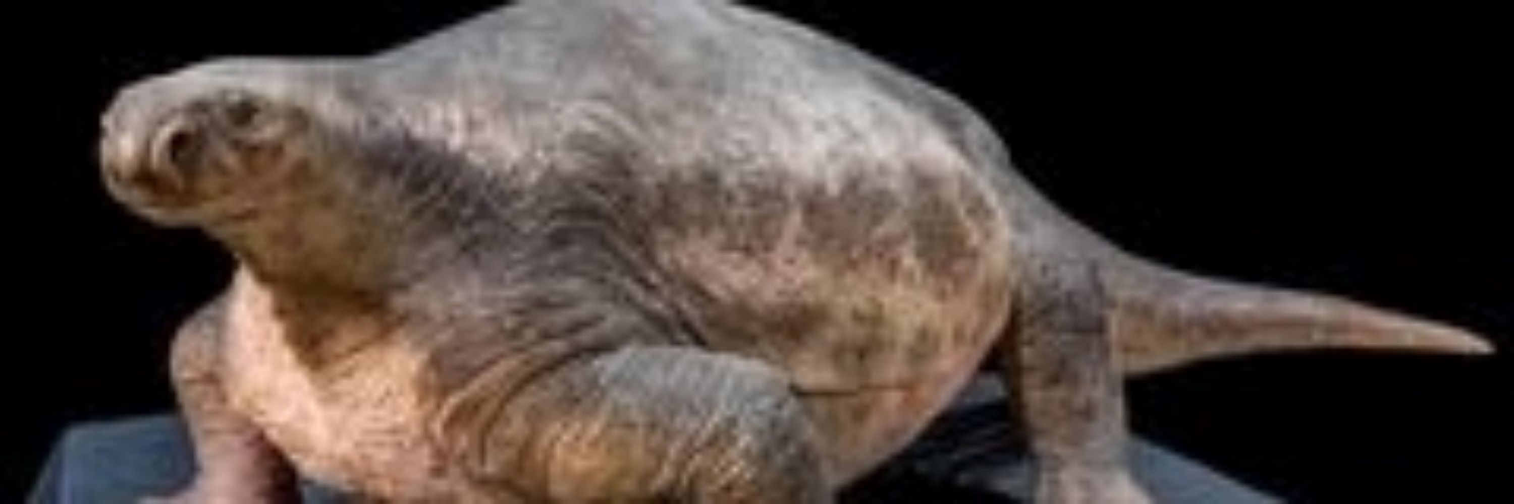 Chubbyceratops