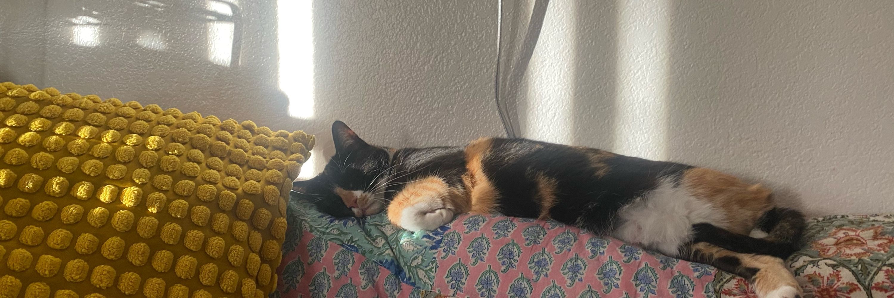 mo ✨