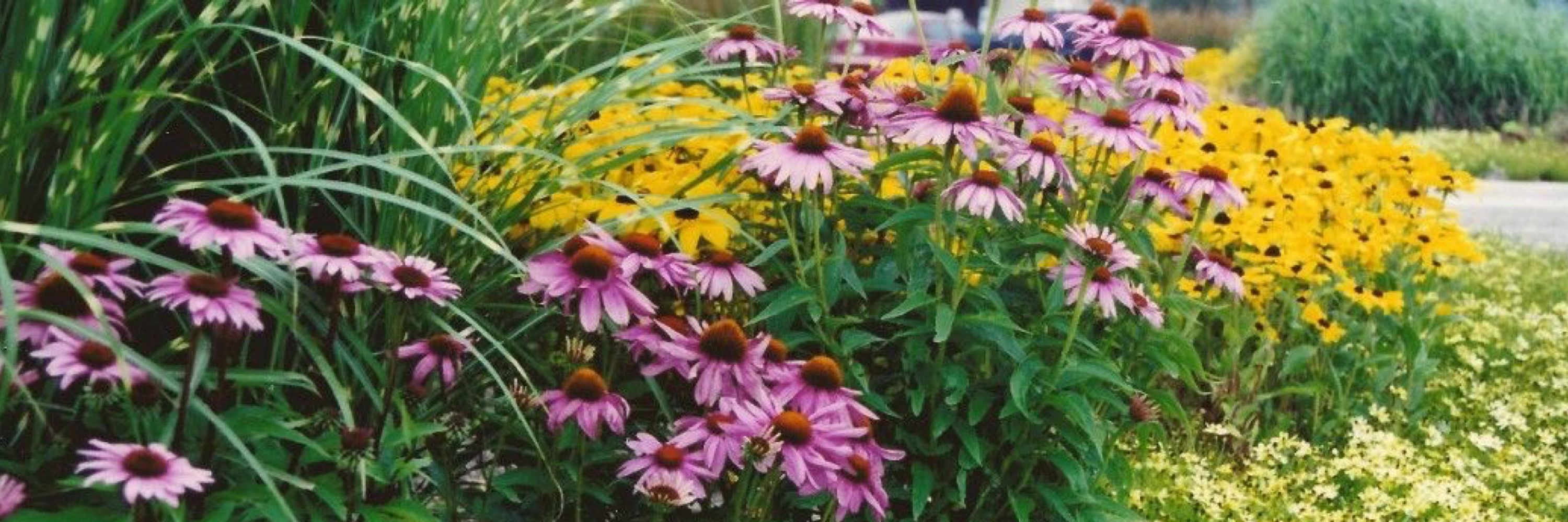 Native Gardens