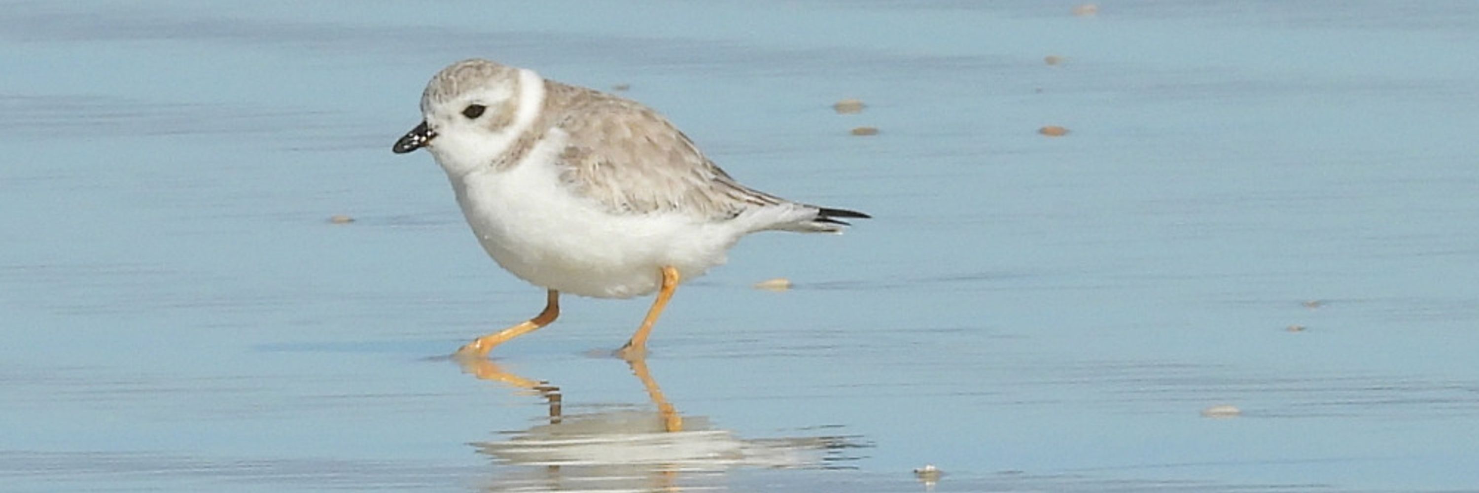 Plover Pastor