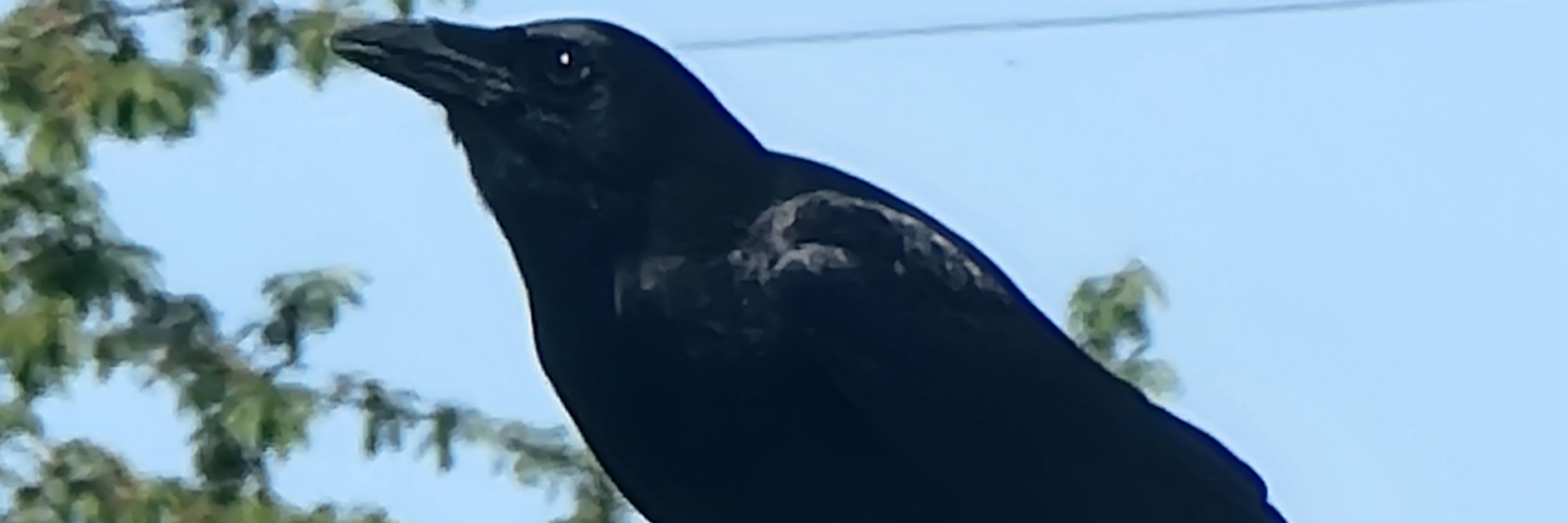 Mistø