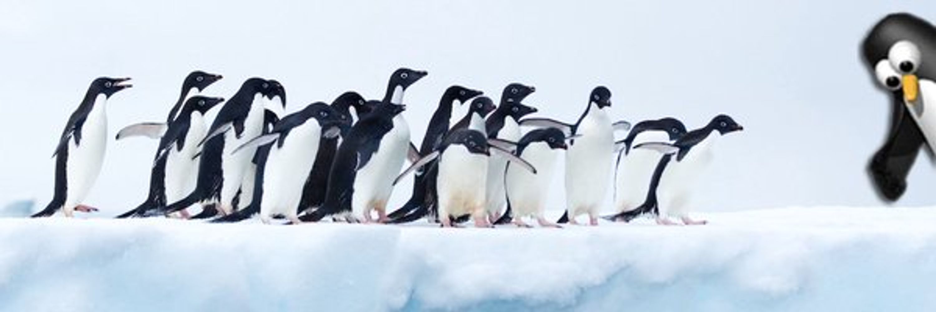IceFloe