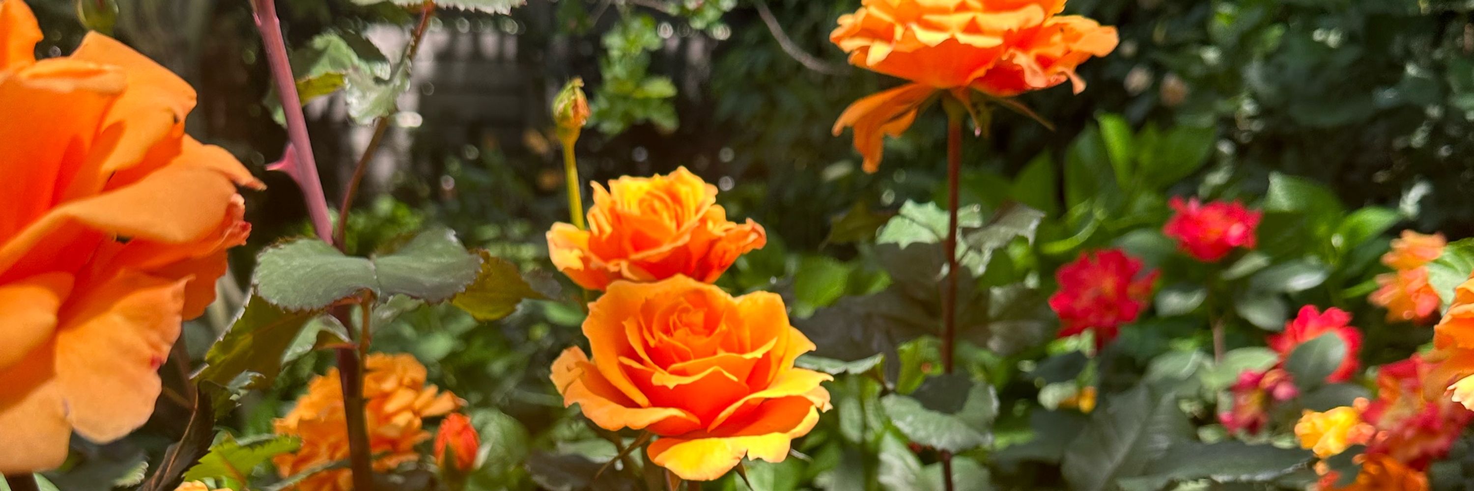 はる🌹
