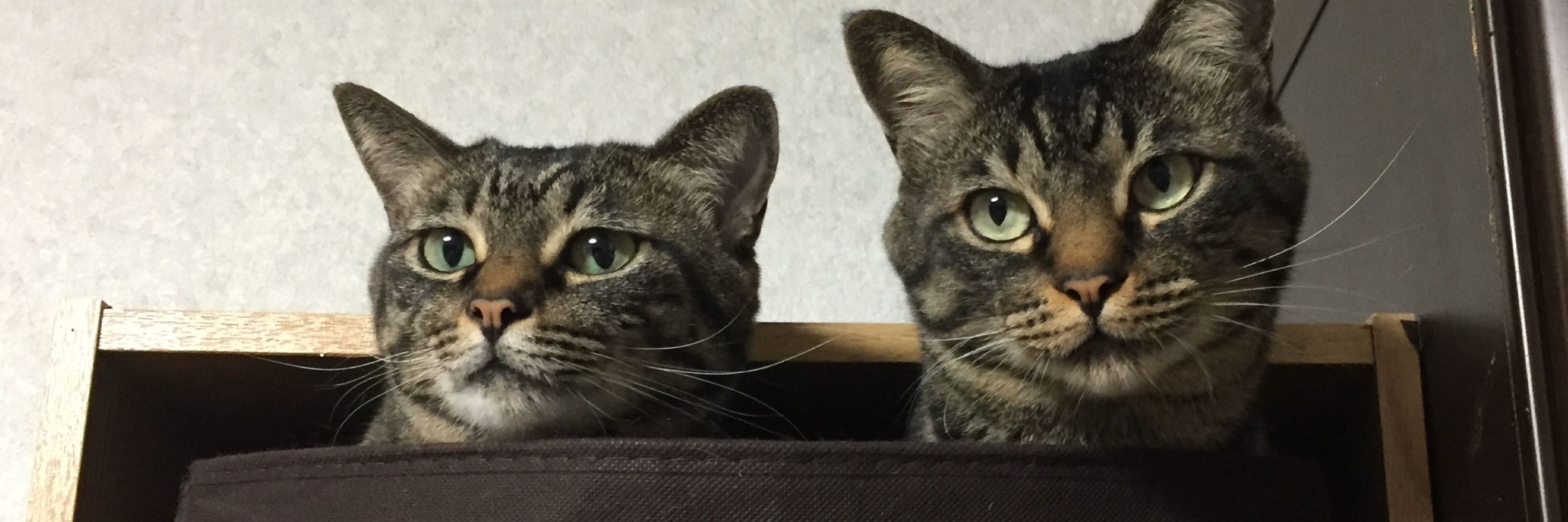 しんたろは猫の敷布団