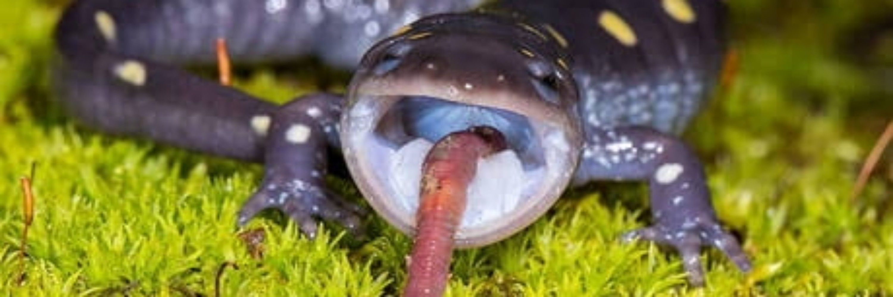 Salamalandra