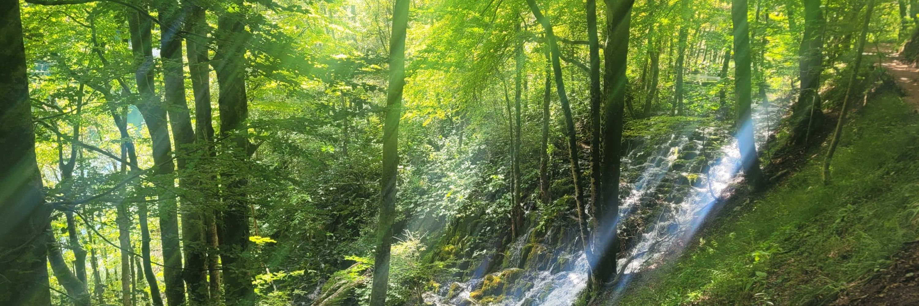 Vis