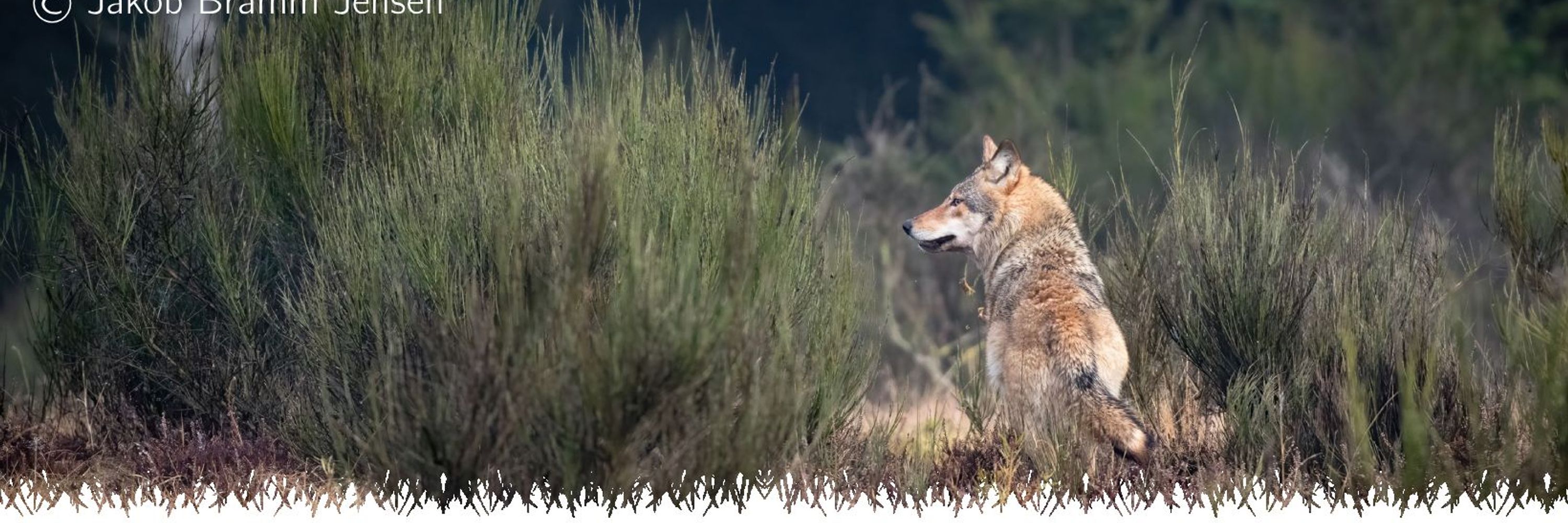 Werkgroep Wolf Nederland