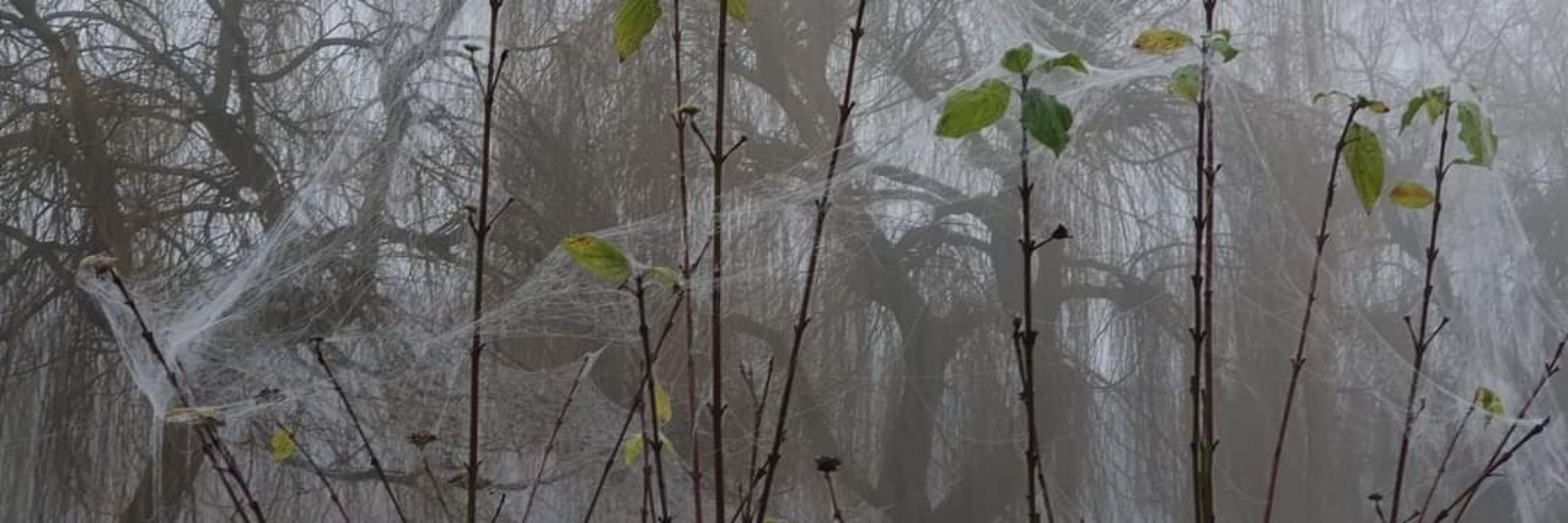cobwebs