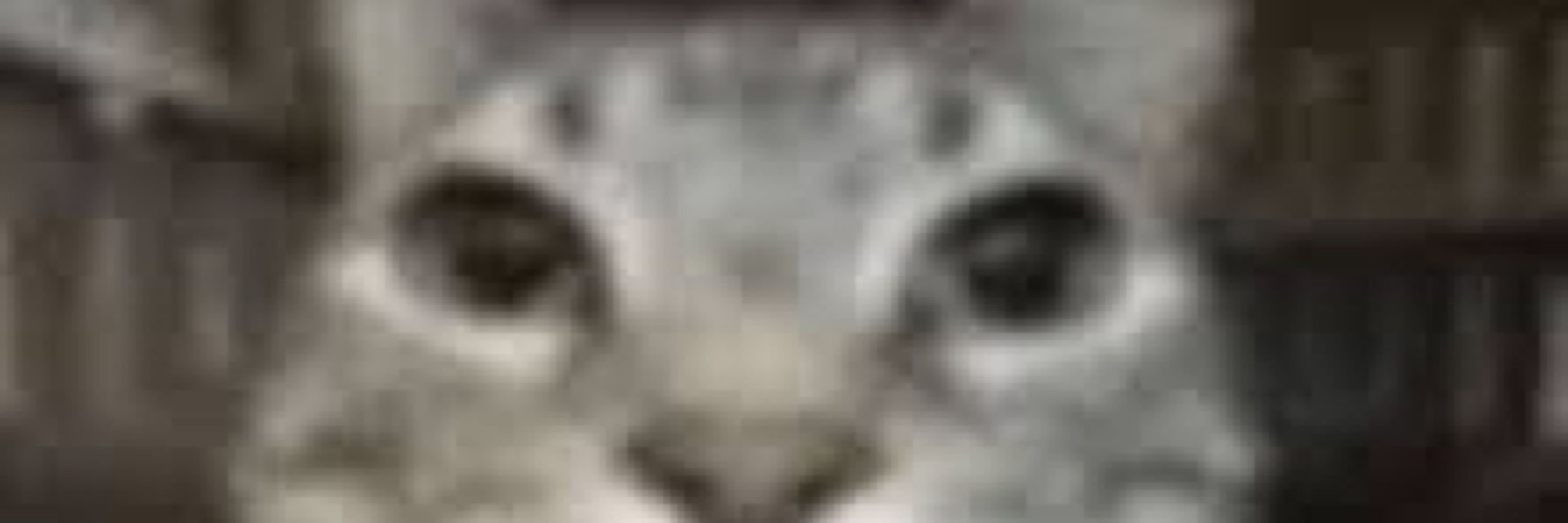 EBJeebies
