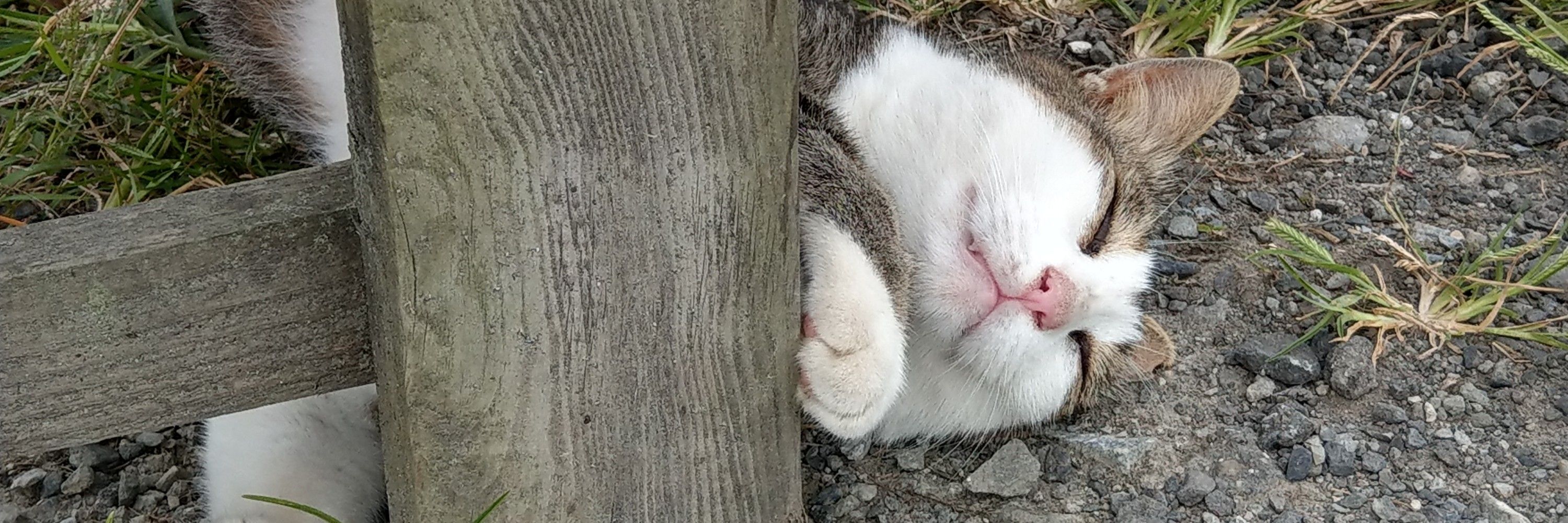 猫好き(ΦωΦ)