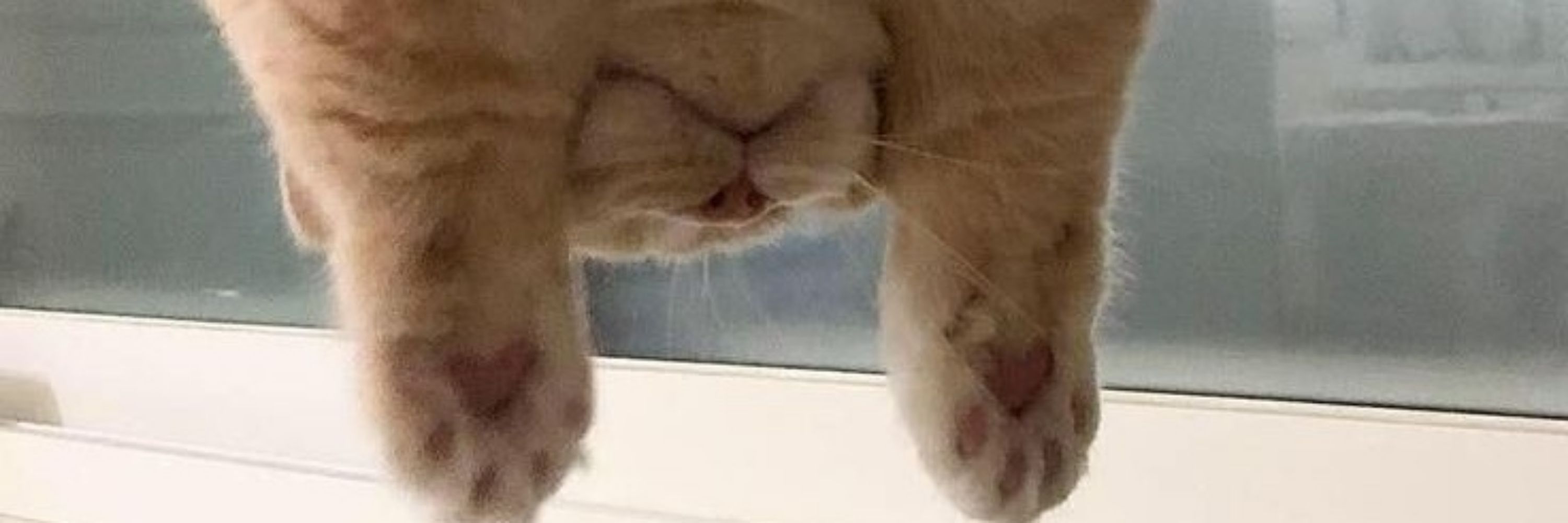 KitKat 