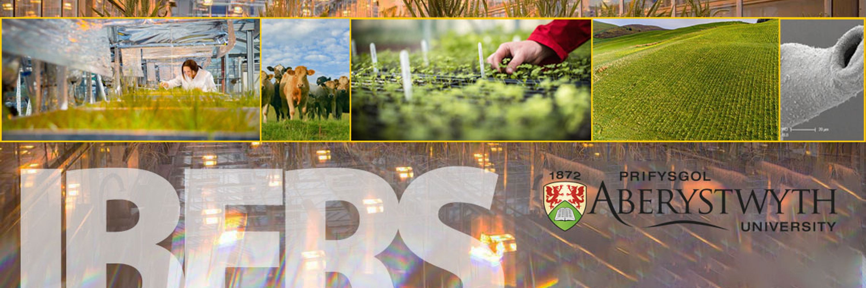 IBERS - Institute of Biological, Environmental and Rural Science