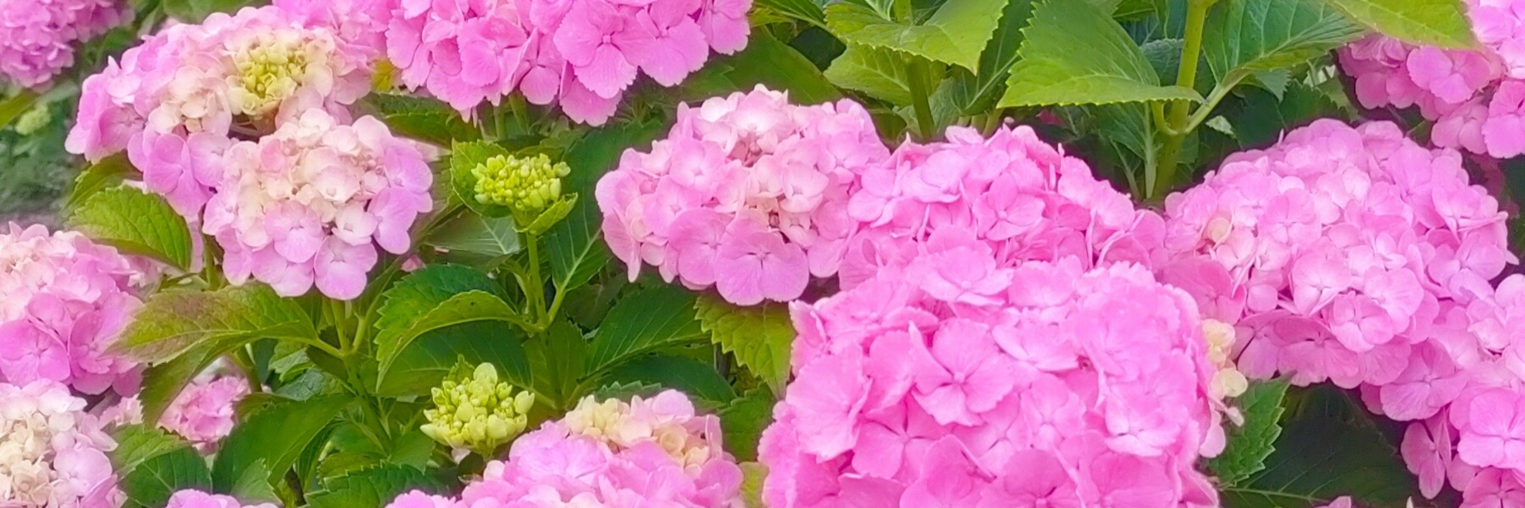 🌸スイーツ🌸