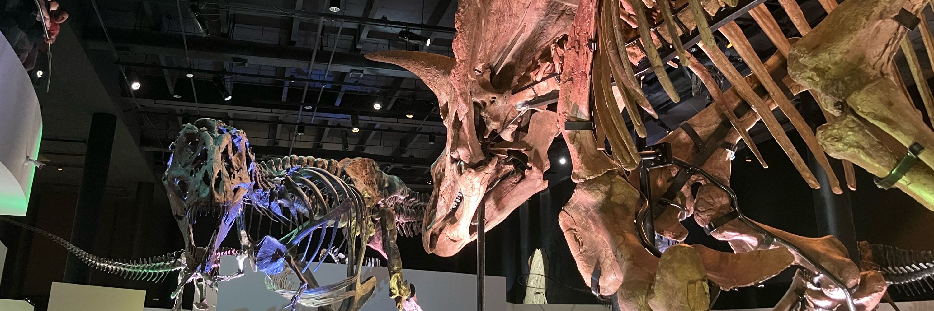 Crotosaur