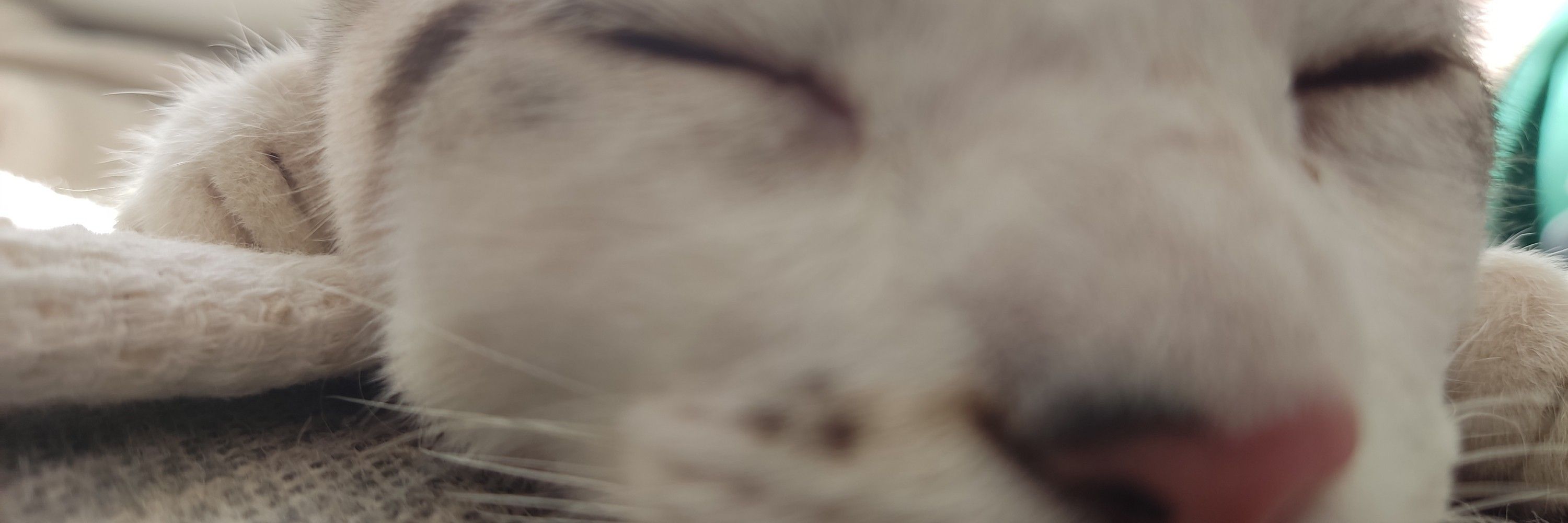 Ferreito