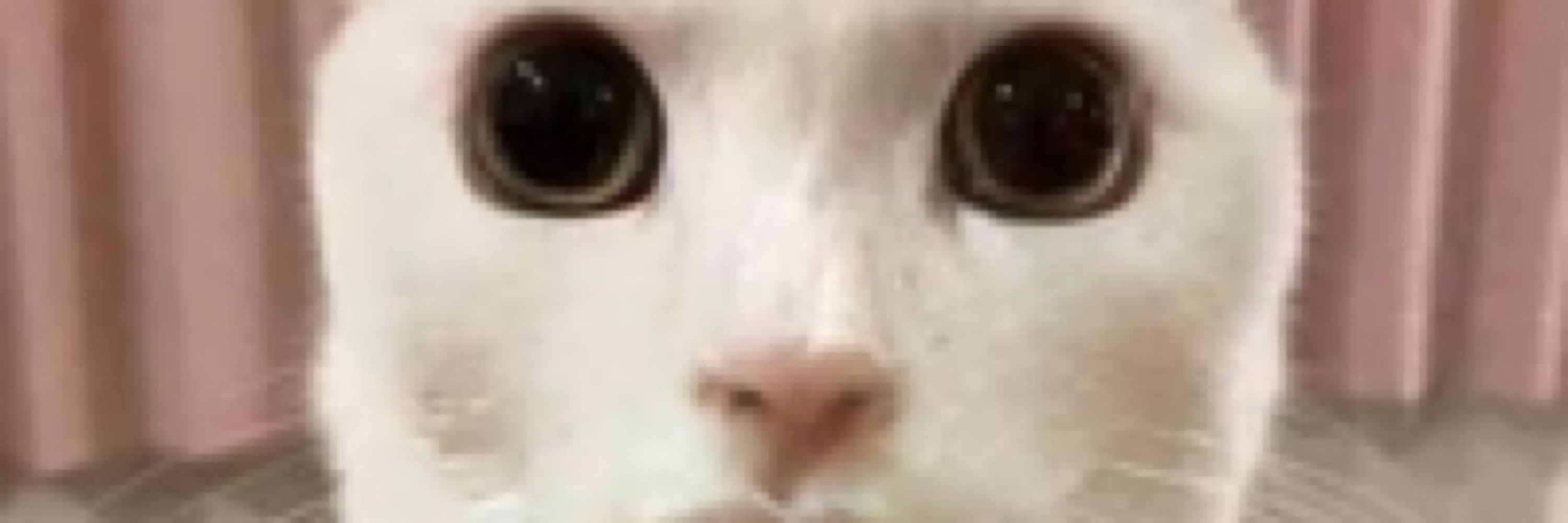 koma
