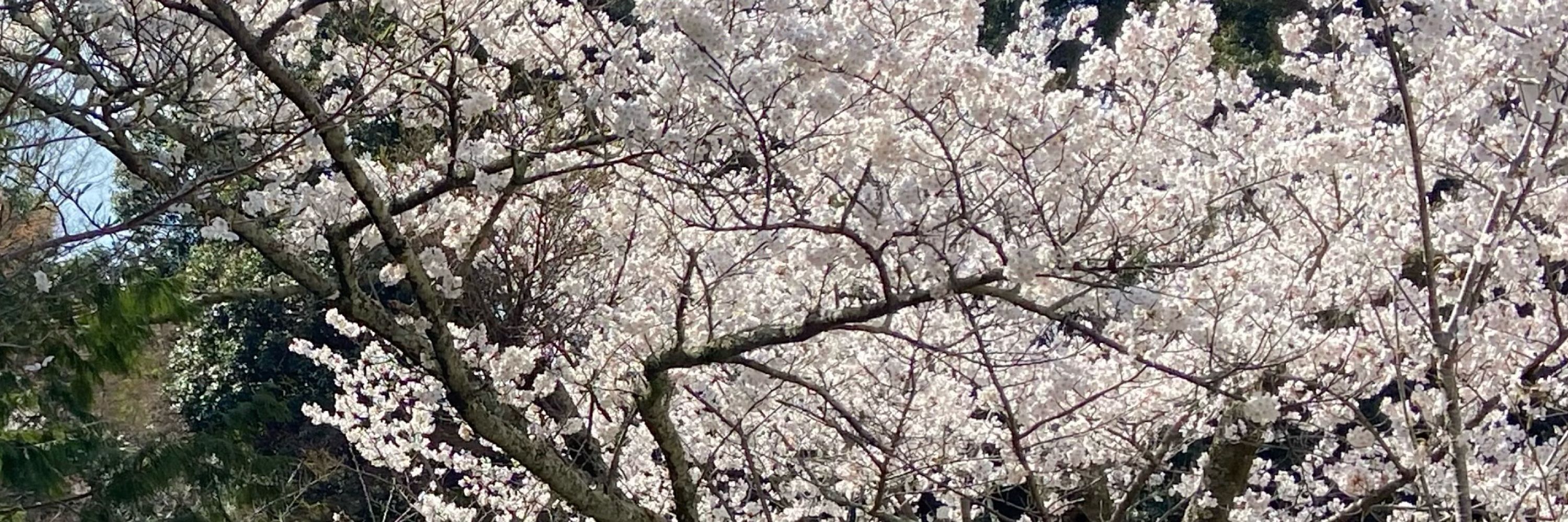flerane 🌸