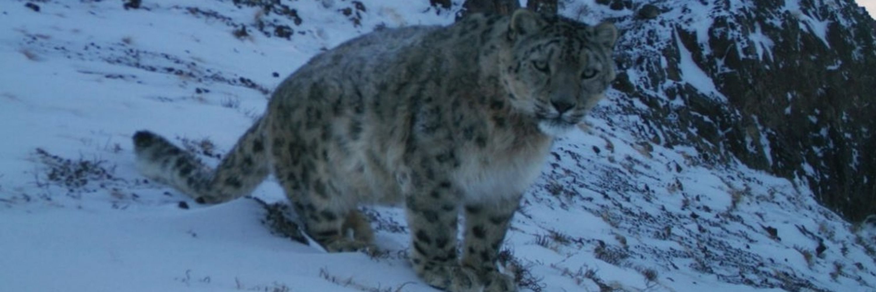 Smol Snep