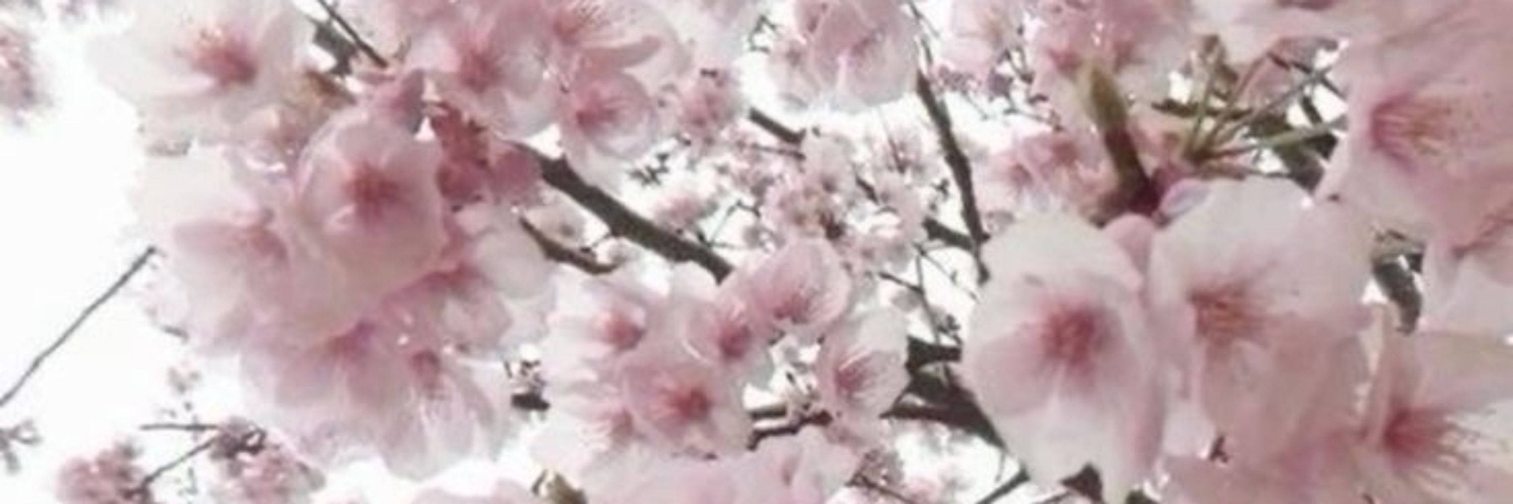 — 𝐦𝐚𝐥𝐮 🌷 ๋࣭ ˖ 