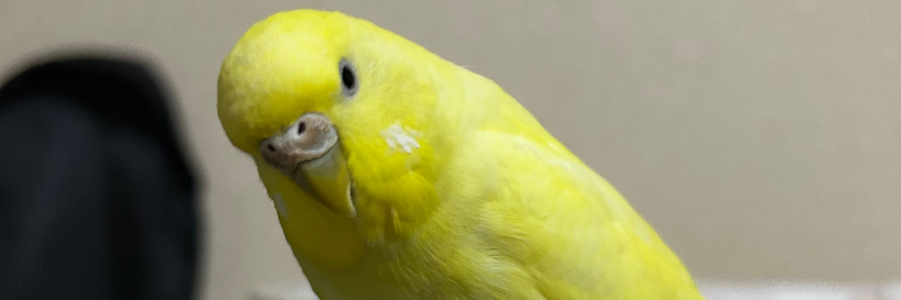 にしやま