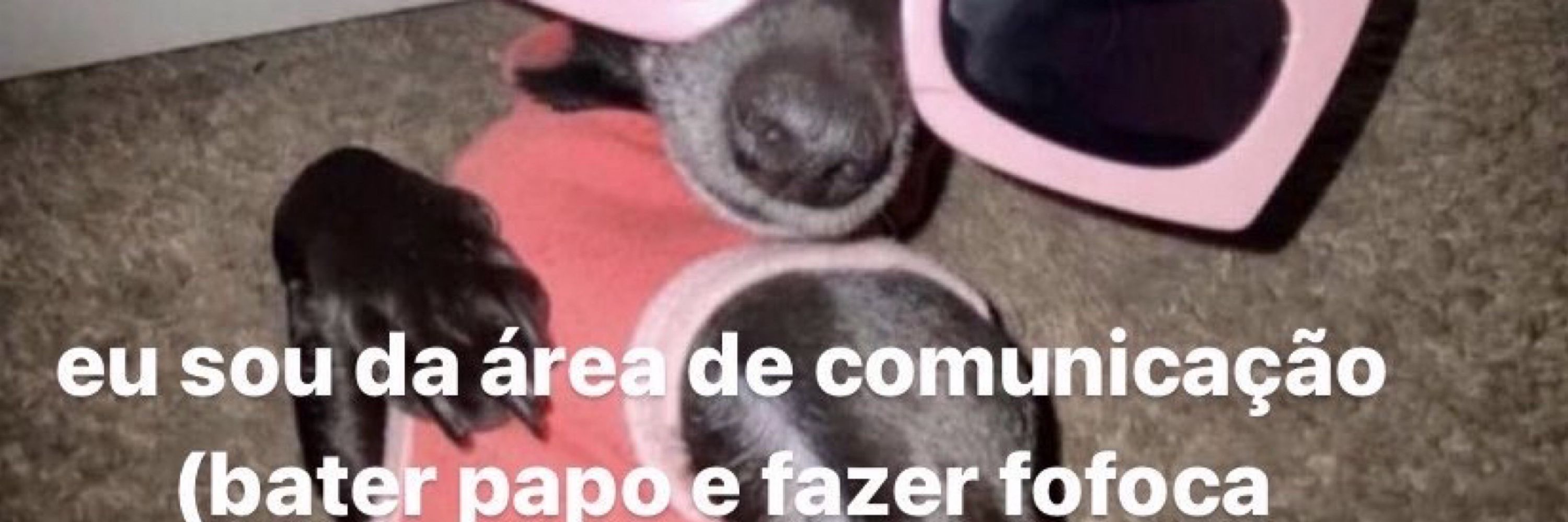 Juia 