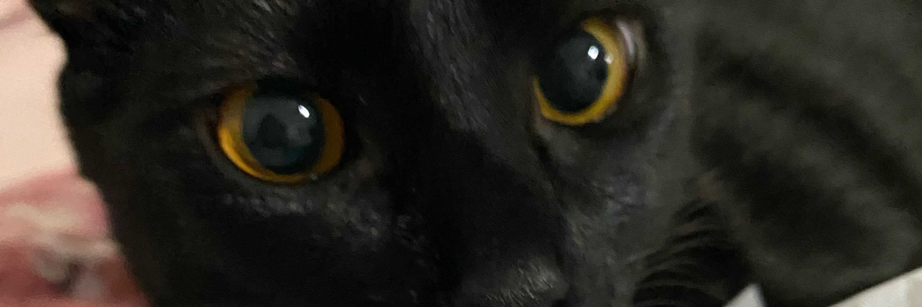 bia