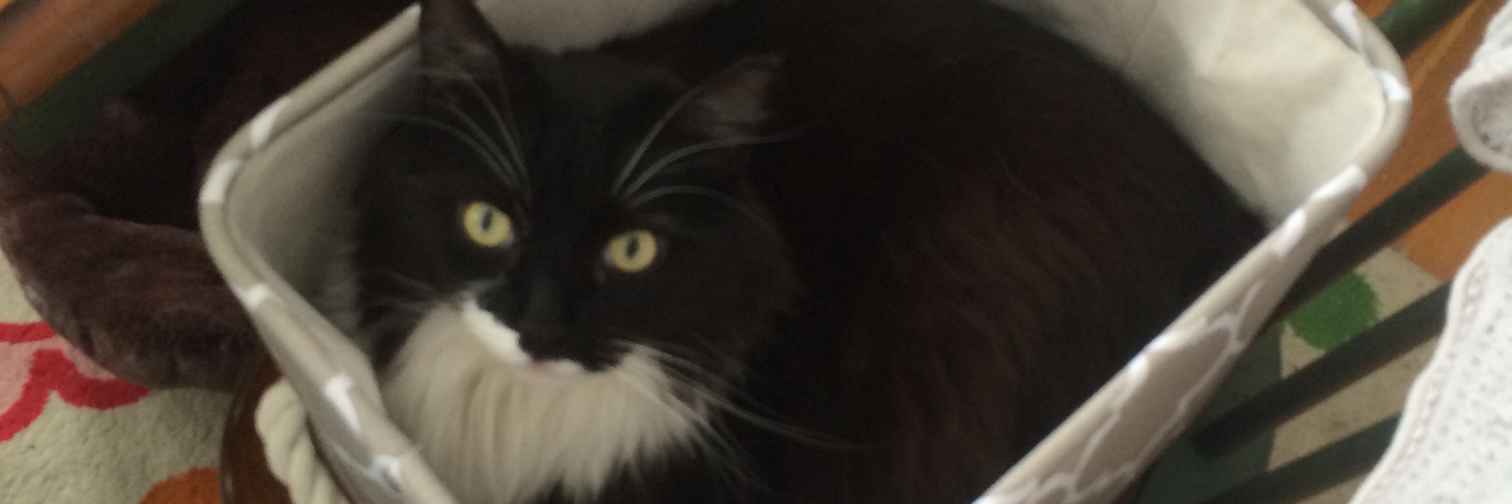 Kitcatalicious 
