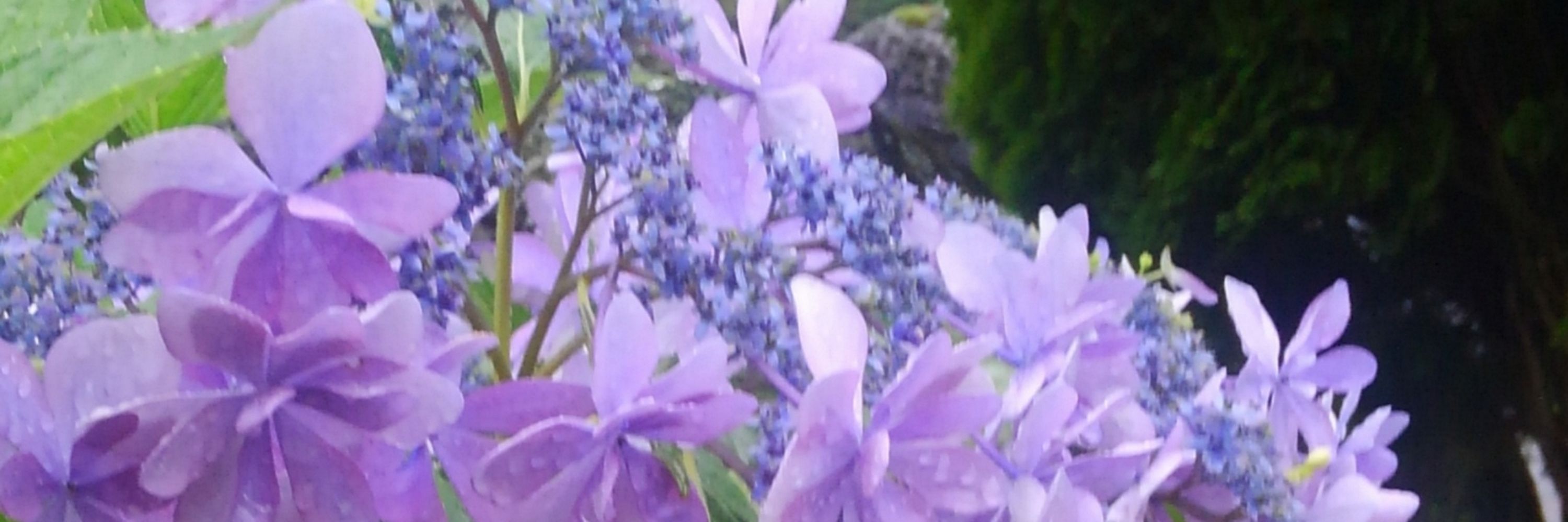 桐火